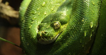 Python zyskuje popularność, w bogatych krajach szybciej
