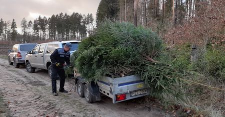 Choinka od leśników w czasie pandemii