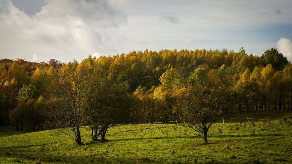 Warmiński las jesienią 