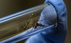Technologiczny gigant chce wypuścić 32 mln komarów. Czeka na zgodę