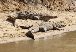 Gehenna wędkarzy. Cudem przeżyli otoczeni przez krokodyle na wyspie Daly