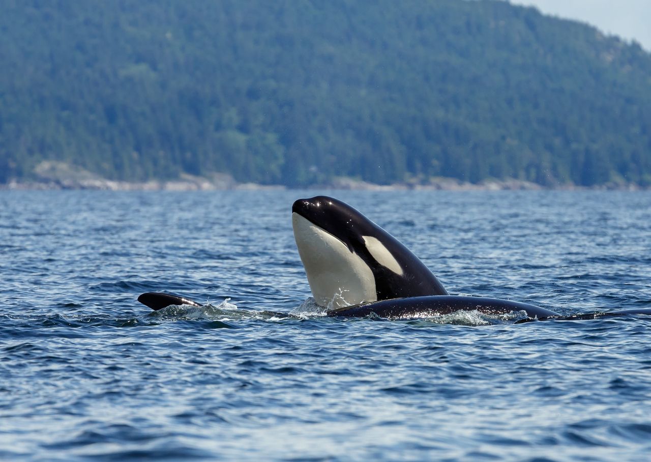 Orki z Pacyfiku tym zaczęły się bawić. Naukowcy są zafascynowani