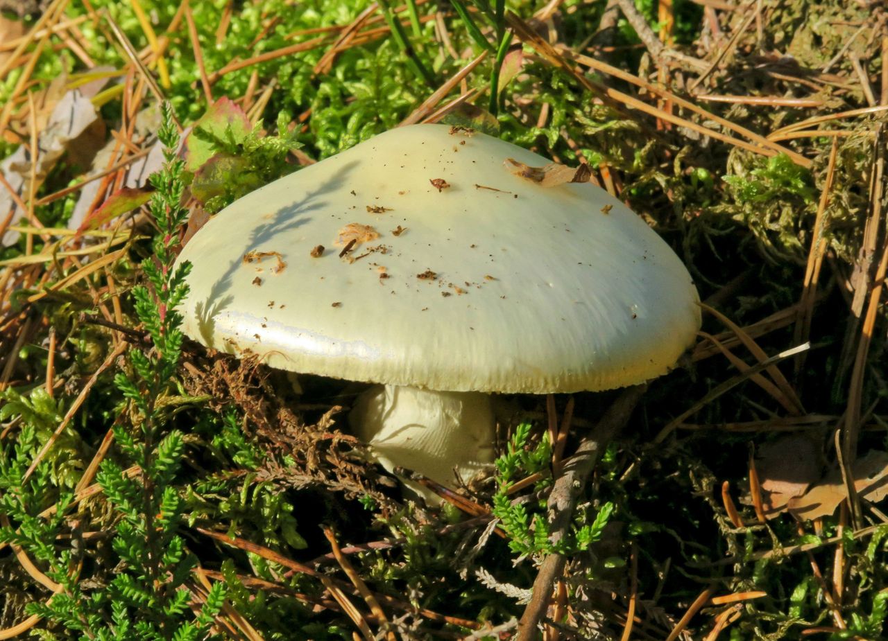 Death cap mushroom