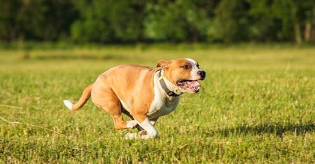 Amstaff rzucił się na nastolatkę. Tragedia w Warszawie