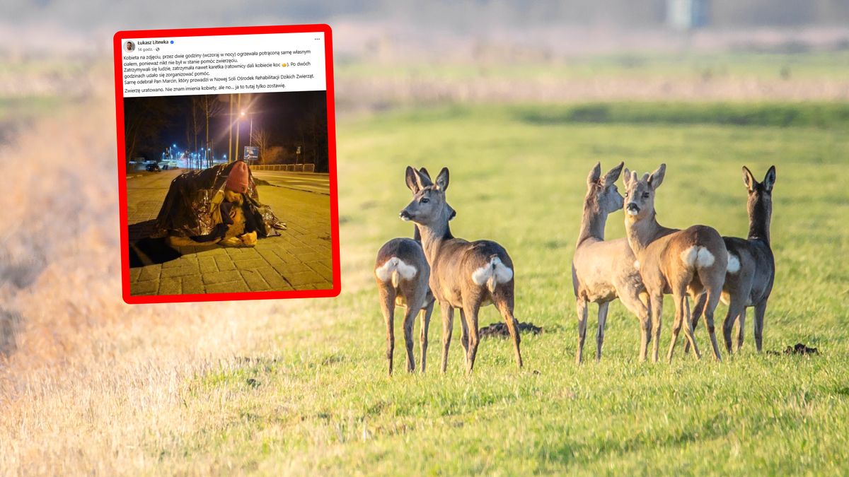 Poruszający widok. Przez dwie godziny ogrzewała sarnę.