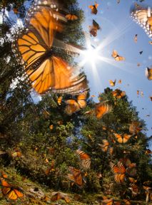 Tourists fined $200,000 for stealing butterflies in Sri Lanka