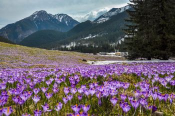 Wiosna w pełnym rozkwicie. Podhale już pokrywa się fioletowym dywanem