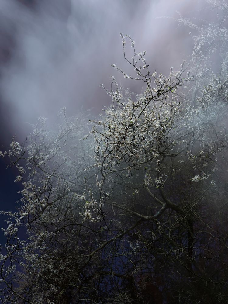 Piękno XIX-wiecznych obrazów natury przeniesione na pole fotografii w projekcie "Blossom" 12