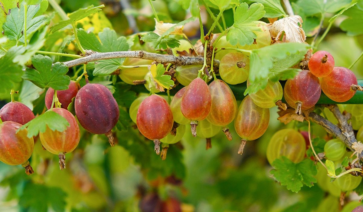 Rozłóż to teraz wokół agrestu. Latem będziesz zbierać owoce wiadrami