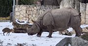 Scenka z wrocławskiego zoo. Nagranie podbija internet