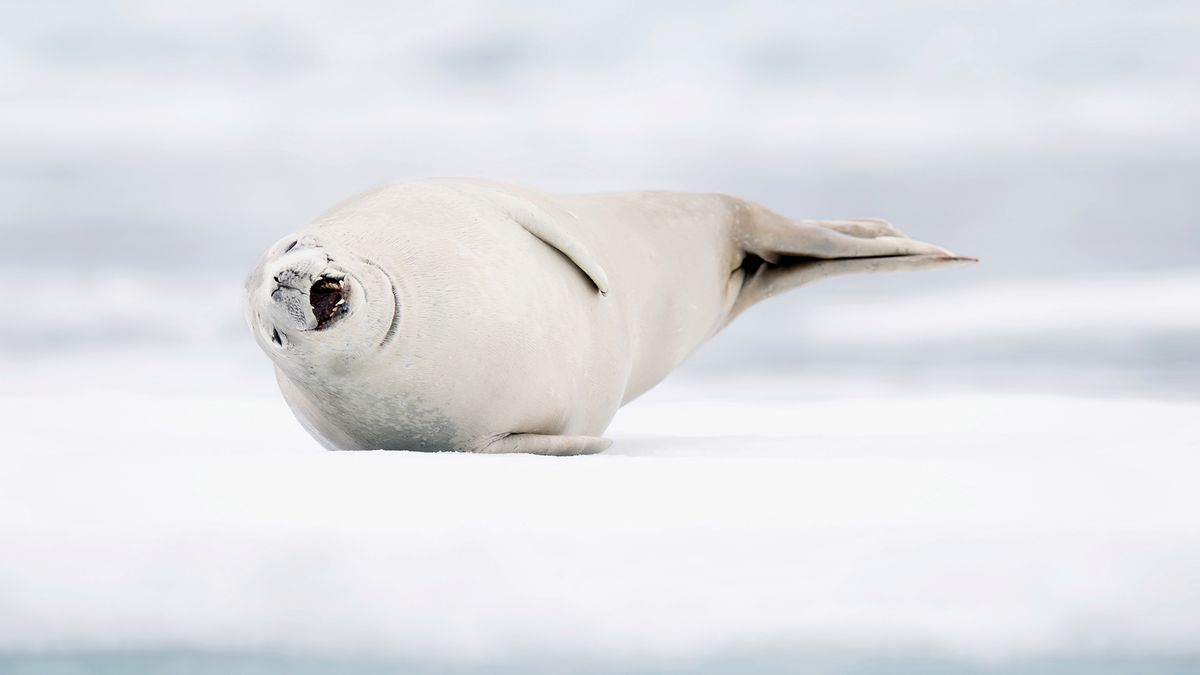 Zdjęcia zabawnych fok z Antarktydy na poprawę humoru 1