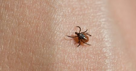 Mogą czaić się w domach. Koniecznie sprawdź te miejsca