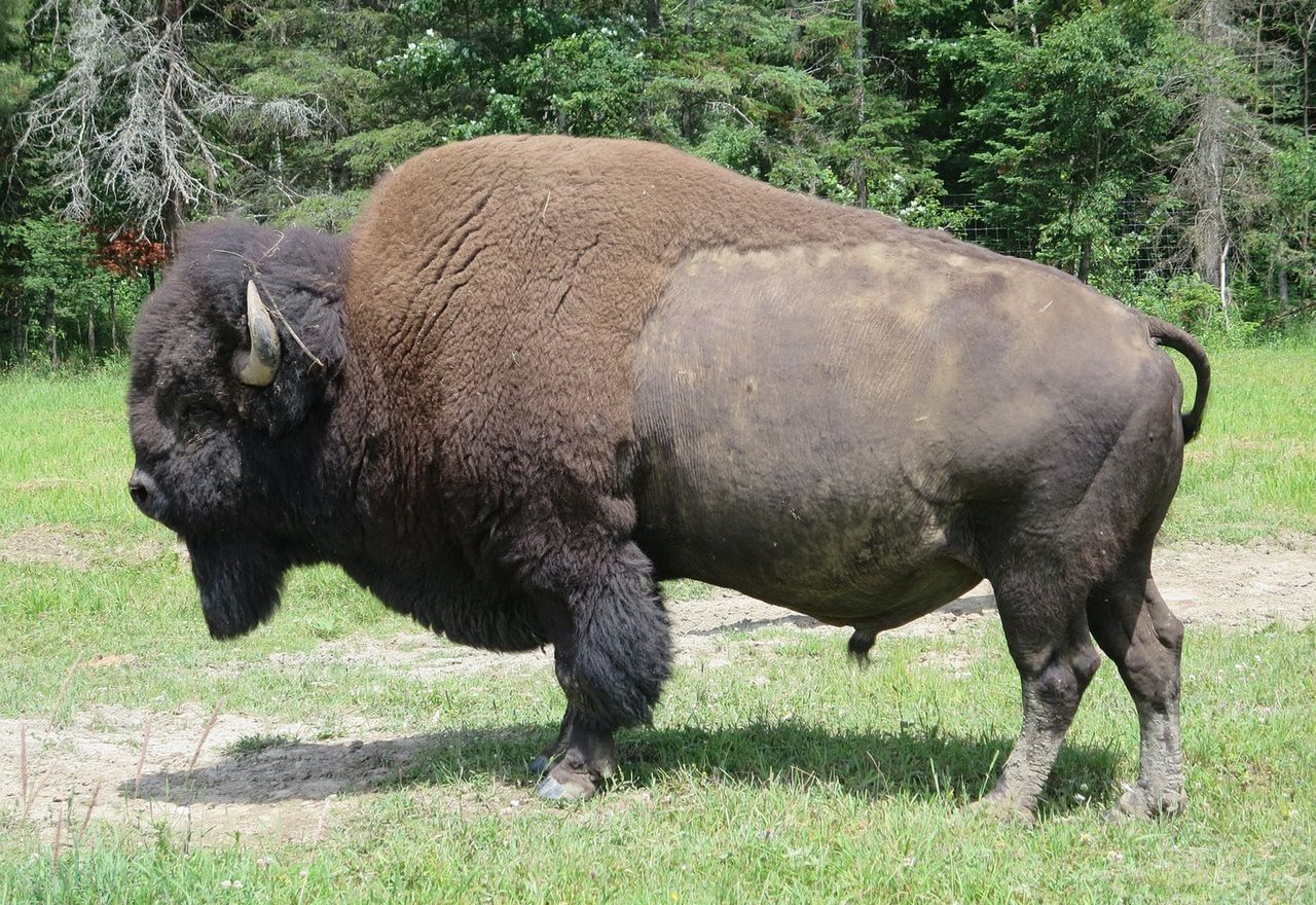 Para bizonów uciekła z hodowli pod Częstochową. Grozi jej odstrzał?