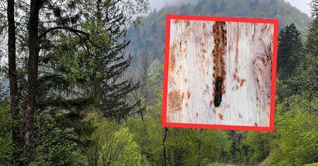 Zagrożenie jest poważne. Leśnicy pokazali, co odkryli w lesie