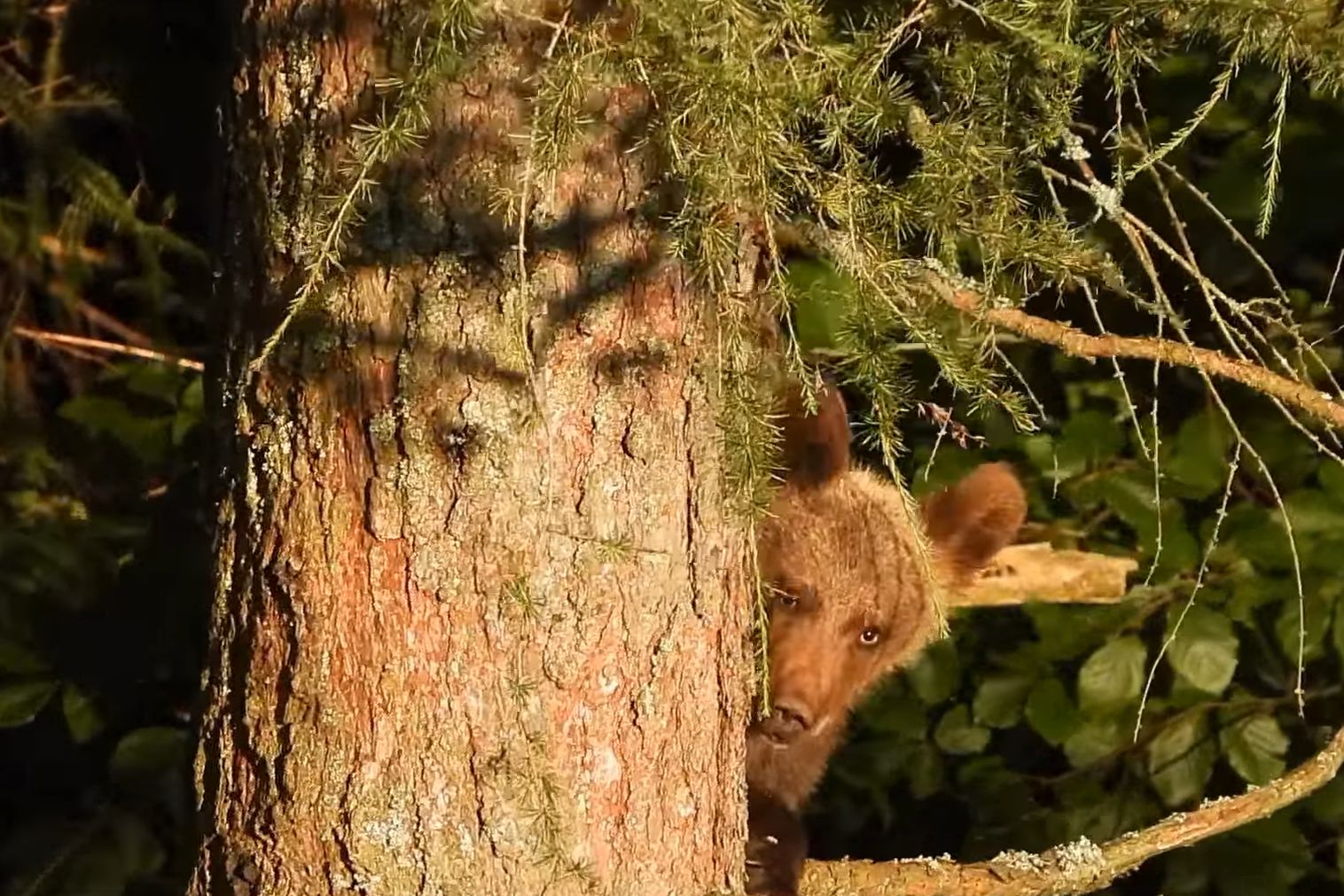 Zachowanie niedźwiadków hitem sieci. Tylko zobaczcie, co wyprawiają na drzewie