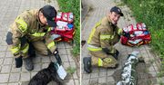 Kot wpadł do kanału i zaczął tonąć. Pomoc nadeszła w ostatniej chwili