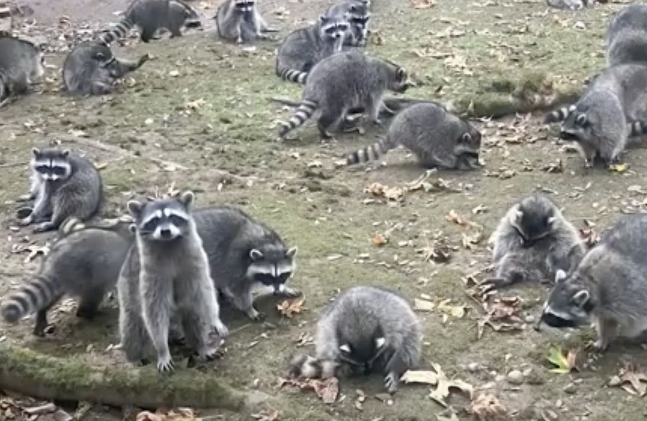 Raccoons surrounded the woman's house.