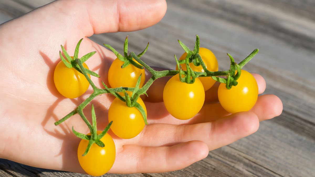 Dzikie pomidory przeszły wsteczną ewolucję