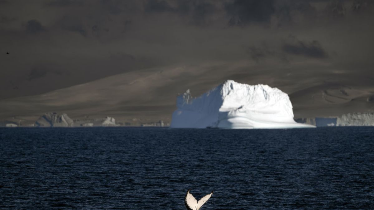Ptasia grypa dotarła na Antarktydę.