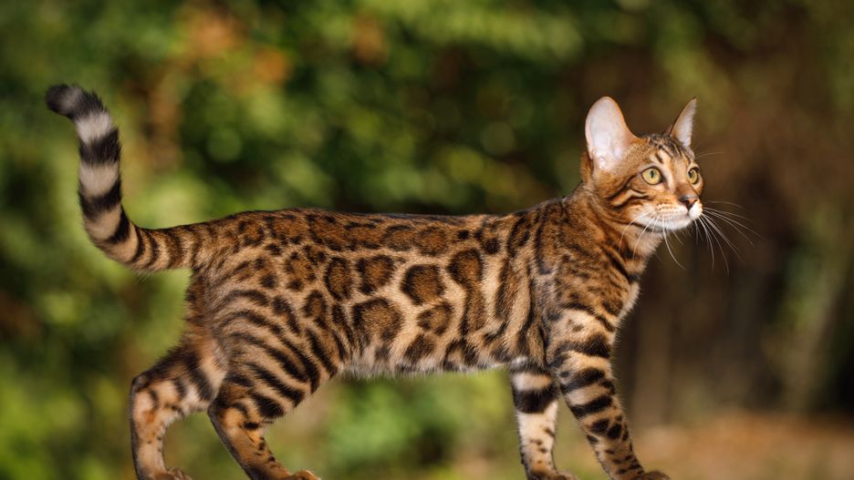 Kot bengalski