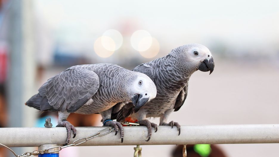 Władze zoo próbują się uporać z przeklinającymi papugami od 2020 r. 