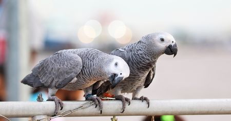 Ogromny problem w zoo. Papugi nie chcą przestać... przeklinać