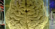 Kiedy będzie można zuploadować sobie mózg? [wideo]