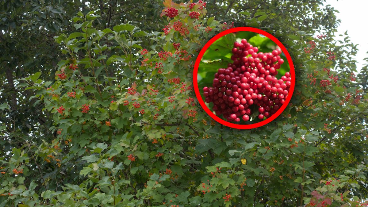Ceni się ją za walory ozdobne. Warto też docenić za lecznicze działanie