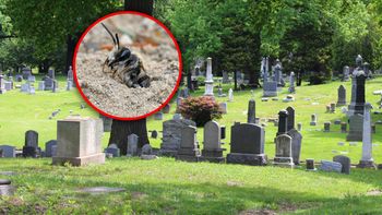Odkryli kolonię pszczół na cmentarzu w USA. Pod ziemią są ich miliony