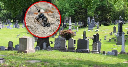 Odkryli kolonię pszczół na cmentarzu w USA. Pod ziemią są ich miliony