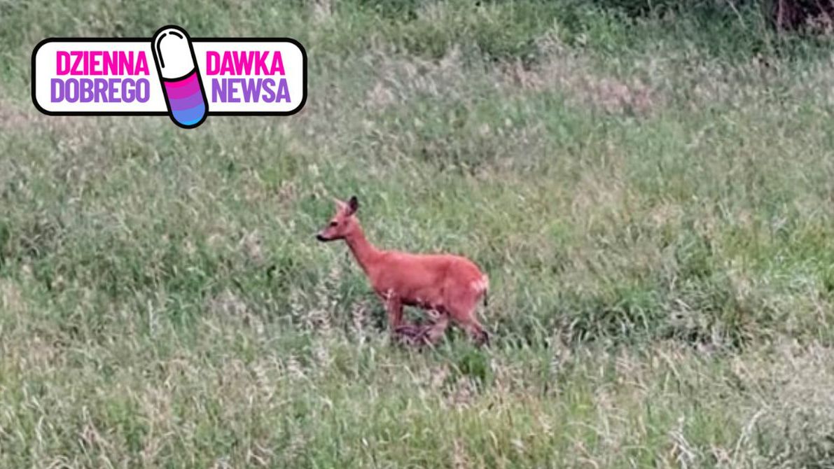 Radosna wiadomość z lasu: sarna urodziła