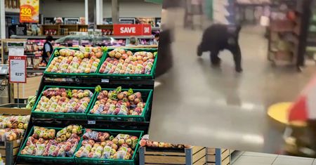 Stany Zjednoczone. Panika w markecie. Niedźwiedź wpadł między półki!