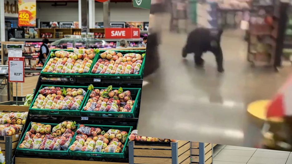 USA. Niedźwiedź wpadł 