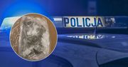 Koszalin: Policjanci zabezpieczyli 11 kg narkotyków