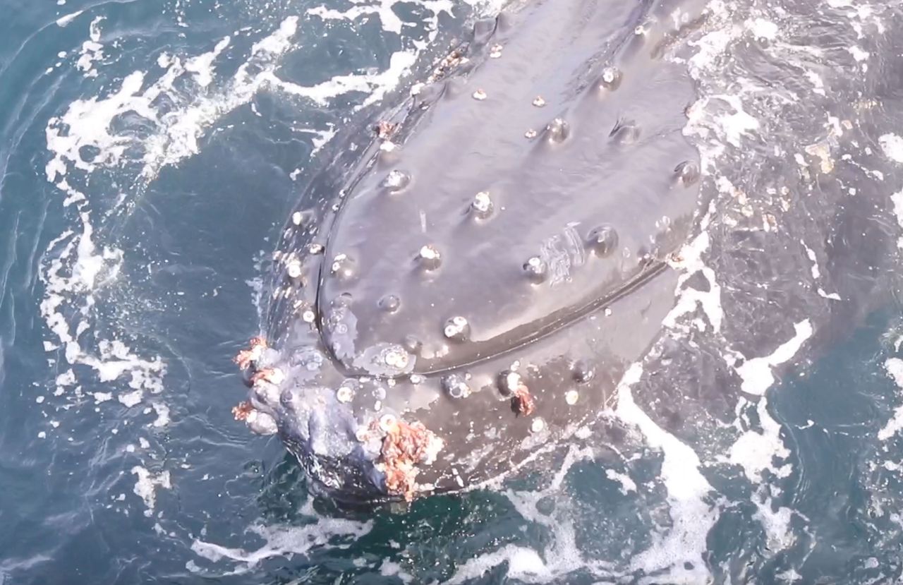 Whales blow bubble rings—and scientists say they might be trying to talk to us