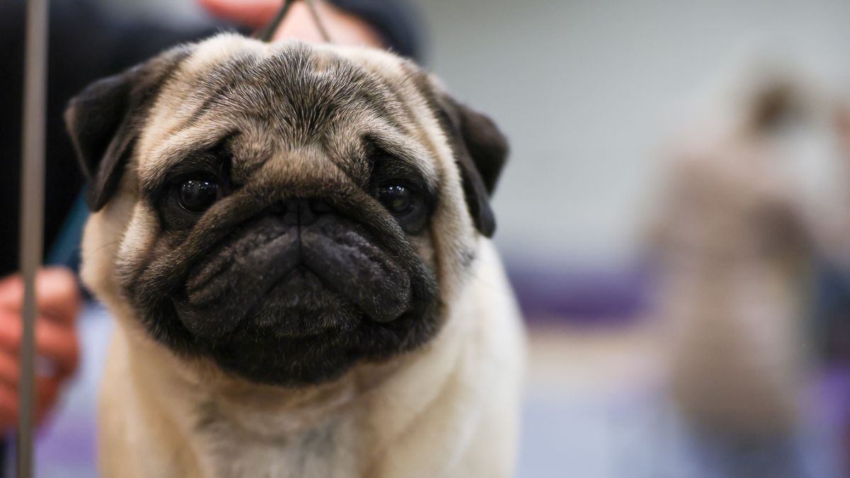 NEW YORK, NEW YORK - FEBRUARY 10: A Pug is groomed during the 149th Annual Westminster Kennel Club Dog Show – Group Judging (Hound, Toy, Non-Sporting, Herding) at Madison Square Garden on February 10, 2025 in New York City. (Photo by Sarah Stier/Getty Images for Westminster Kennel Club)