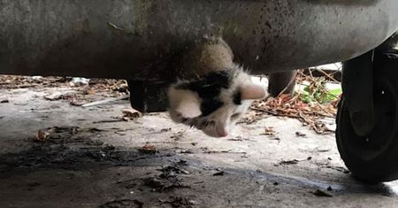 Zwierzę utknęło w rurze. Strażacy uratowali kota