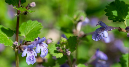 Bluszczyk kurdybanek – co to jest, właściwości zdrowotne, napar z kurdybanka