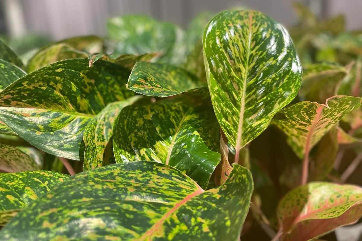 Aglaonema 'Moro Ninja' w ofercie Festiwalu Roślin | fot. materiały organizatora