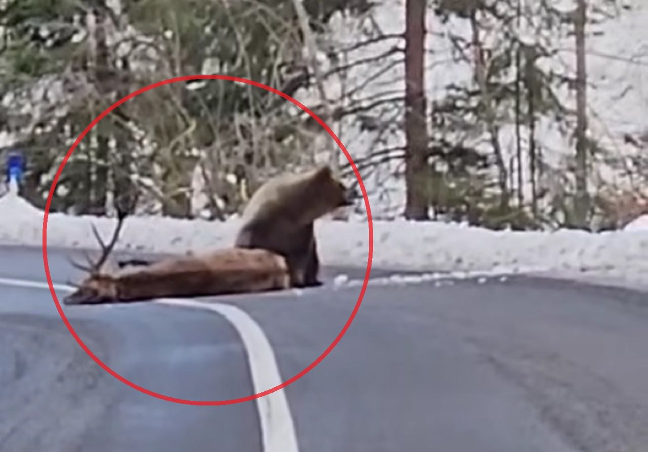 Deer pulled to the side by a bear.