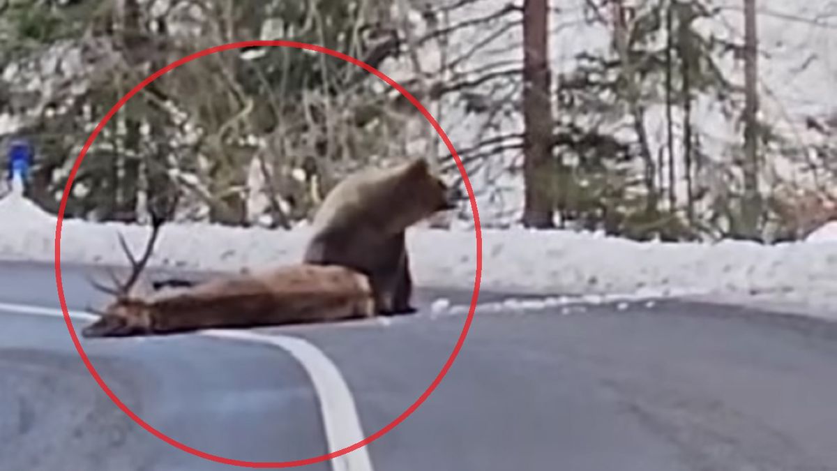 Jeleń ściągany na pobocze przez niedźwiedzia.