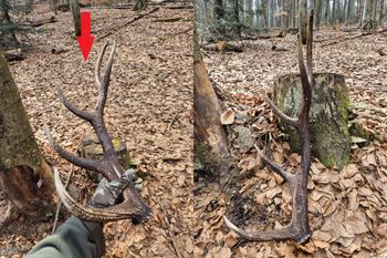 Pokazał skarb w lesie. "Wystarczy patrzeć pod nogi"