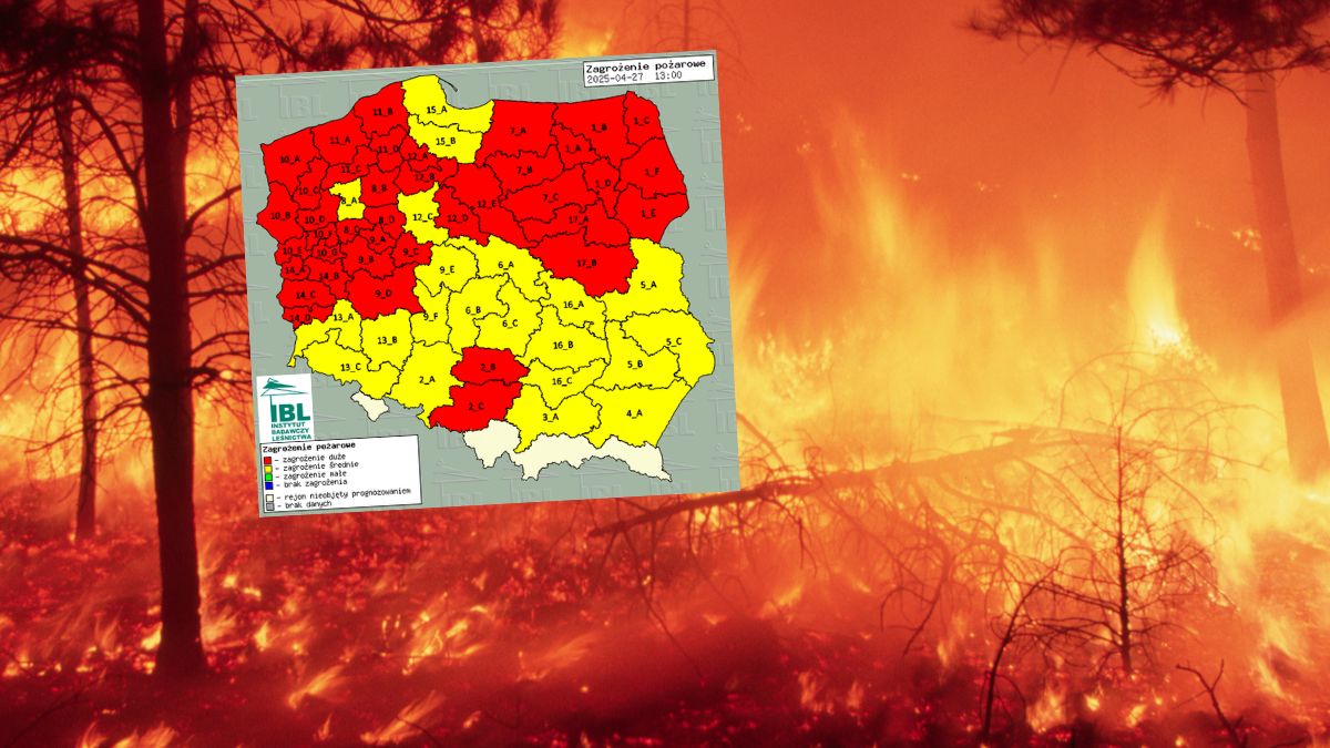 Trudna sytuacja w lasach.