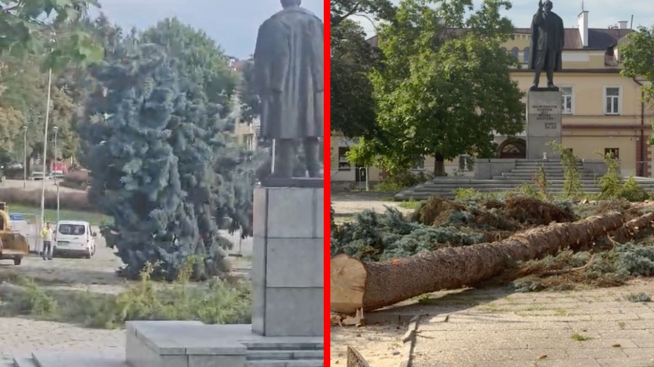 Wycięli 50-letnie drzewa. Nie pasowały im do nowej koncepcji placu