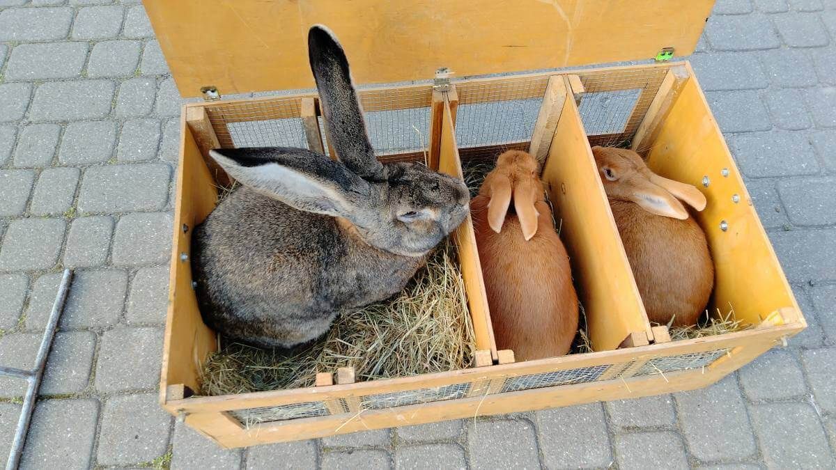 Zwierzęta na Targu Pod Zamkiem