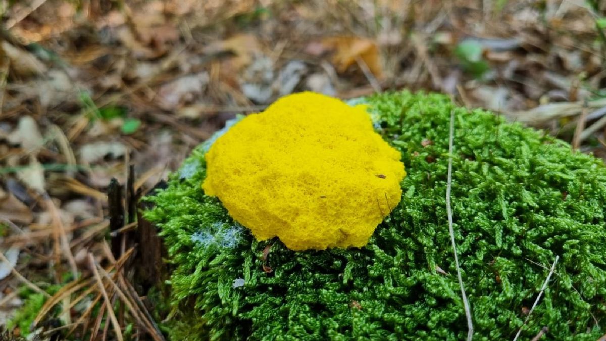 Niesamowity twór znaleziony w wielkopolskim lesie to śluzowiec.
