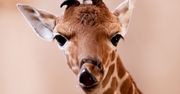 Wrocław. W zoo urodziła się mała żyrafa siatkowana