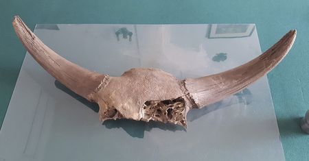 Warszawa. Szczątki prehistorycznych zwierząt na budowie metra