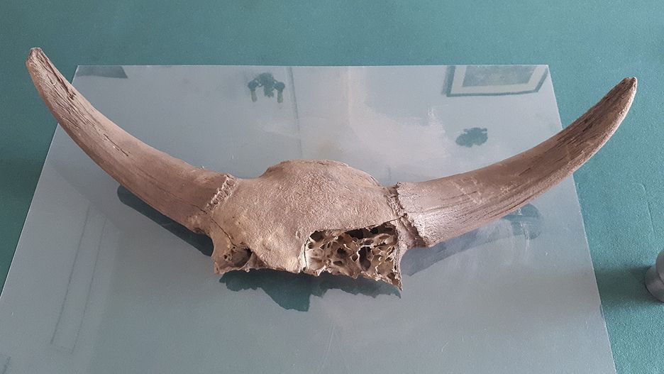 Fragment czaszki prażubra