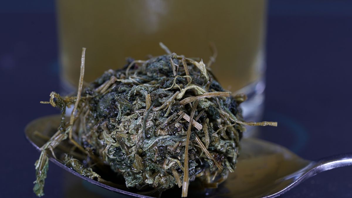 Jiaogulan to roślina, która zainteresowała naukowców